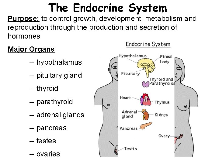 The Endocrine System Purpose: to control growth, development, metabolism and reproduction through the production