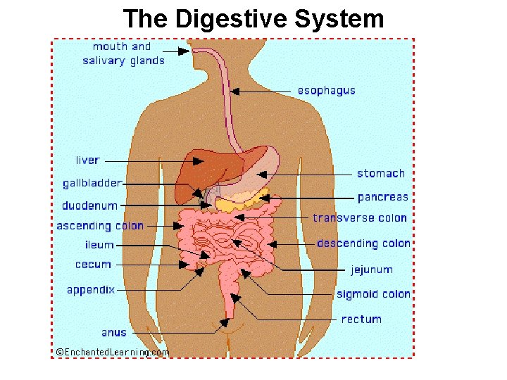 The Digestive System 