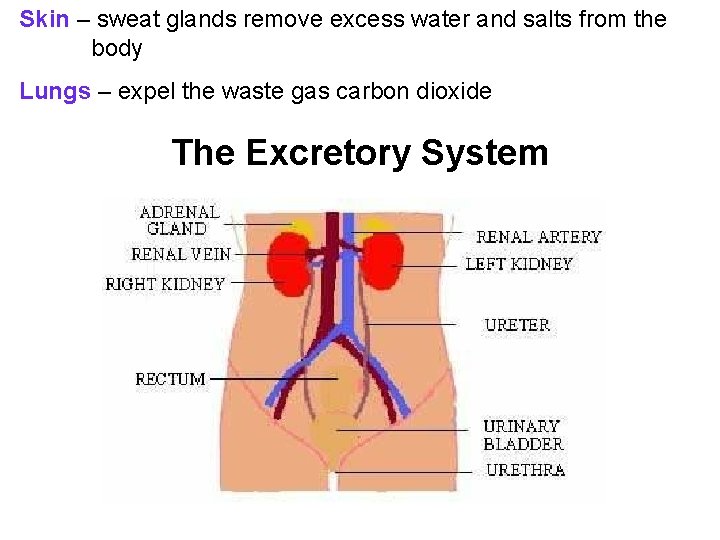 Skin – sweat glands remove excess water and salts from the body Lungs –