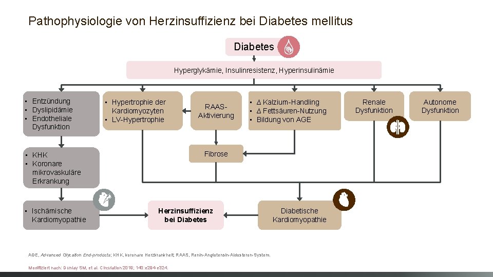 Pathophysiologie von Herzinsuffizienz bei Diabetes mellitus Diabetes Hyperglykämie, Insulinresistenz, Hyperinsulinämie • Entzündung • Dyslipidämie