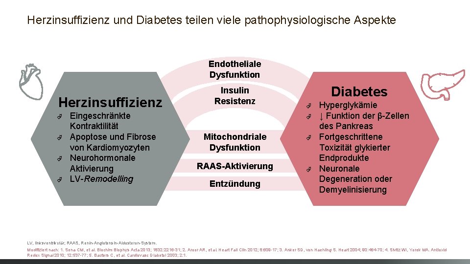 Herzinsuffizienz und Diabetes teilen viele pathophysiologische Aspekte Endotheliale Dysfunktion Herzinsuffizienz Ã Ã Eingeschränkte Kontraktilität