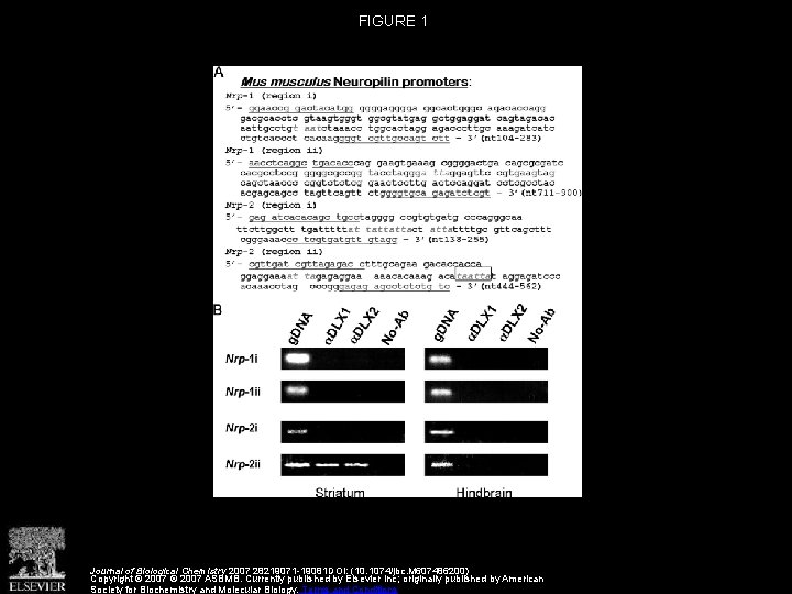 FIGURE 1 Journal of Biological Chemistry 2007 28219071 -19081 DOI: (10. 1074/jbc. M 607486200)