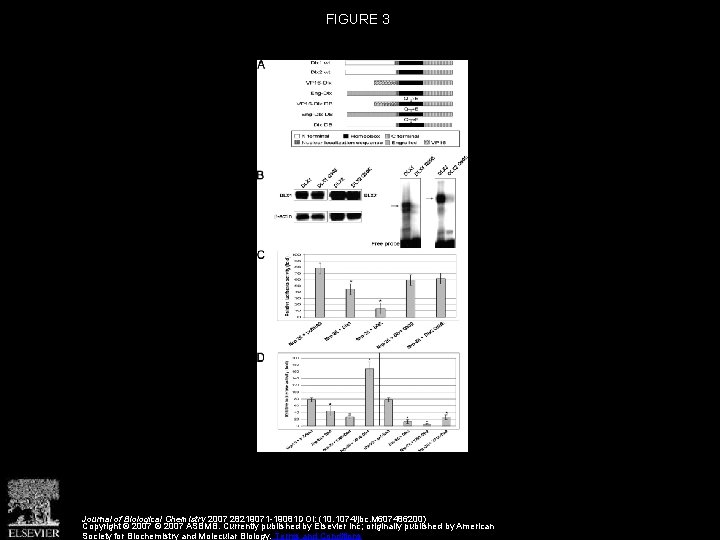 FIGURE 3 Journal of Biological Chemistry 2007 28219071 -19081 DOI: (10. 1074/jbc. M 607486200)