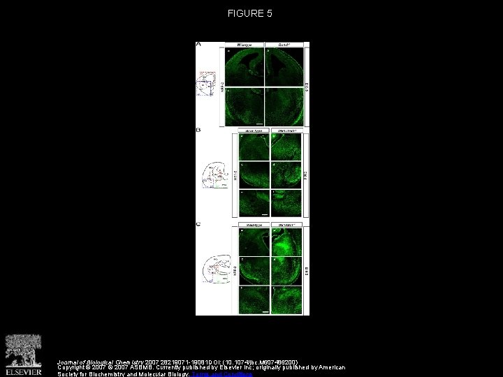 FIGURE 5 Journal of Biological Chemistry 2007 28219071 -19081 DOI: (10. 1074/jbc. M 607486200)