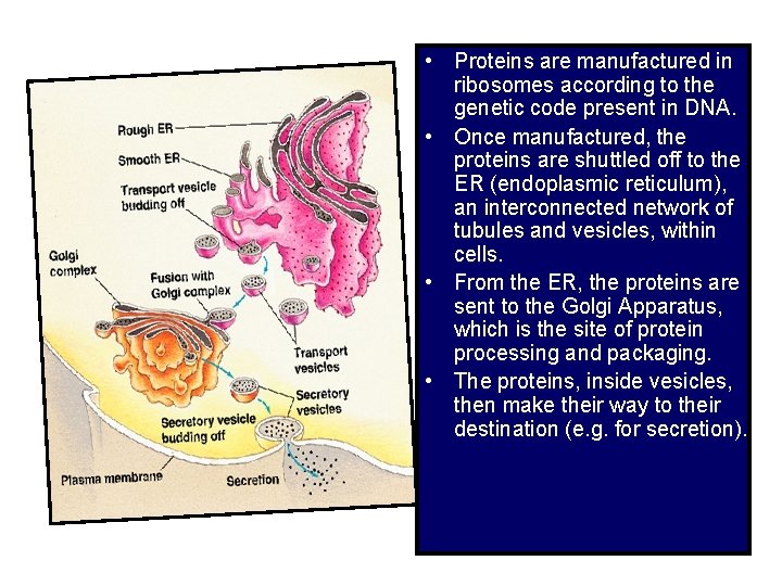  • Proteins are manufactured in ribosomes according to the genetic code present in