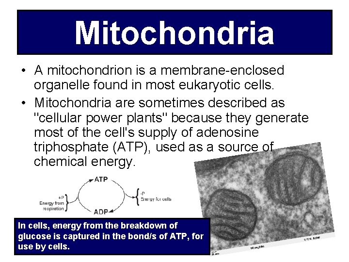 Mitochondria • A mitochondrion is a membrane-enclosed organelle found in most eukaryotic cells. •