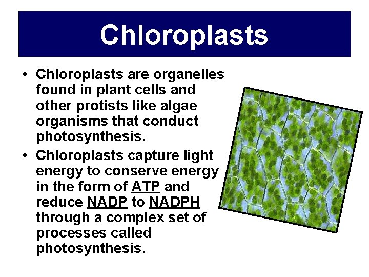 Chloroplasts • Chloroplasts are organelles found in plant cells and other protists like algae