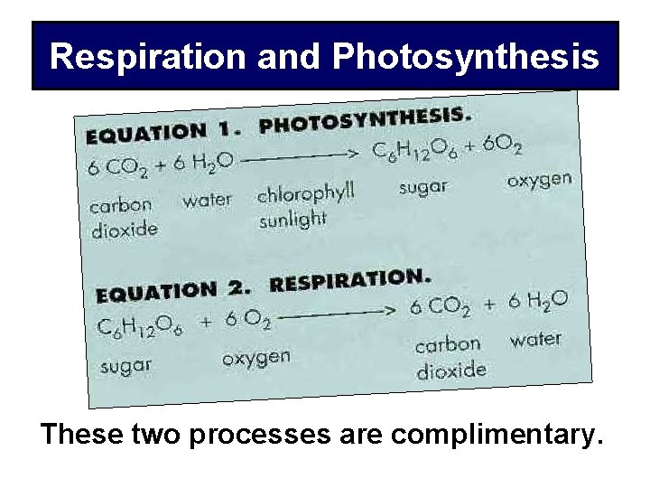 Respiration and Photosynthesis These two processes are complimentary. 