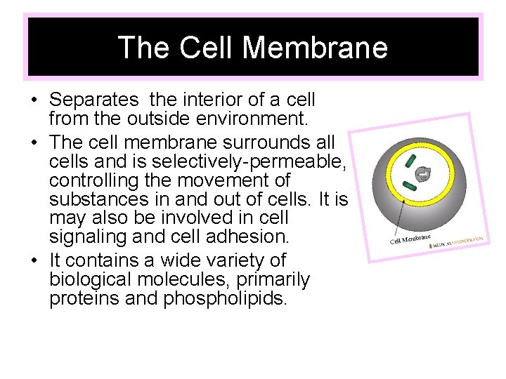 The Cell Membrane • Separates the interior of a cell from the outside environment.