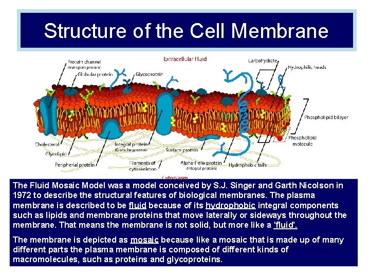 Structure of the Cell Membrane The Fluid Mosaic Model was a model conceived by