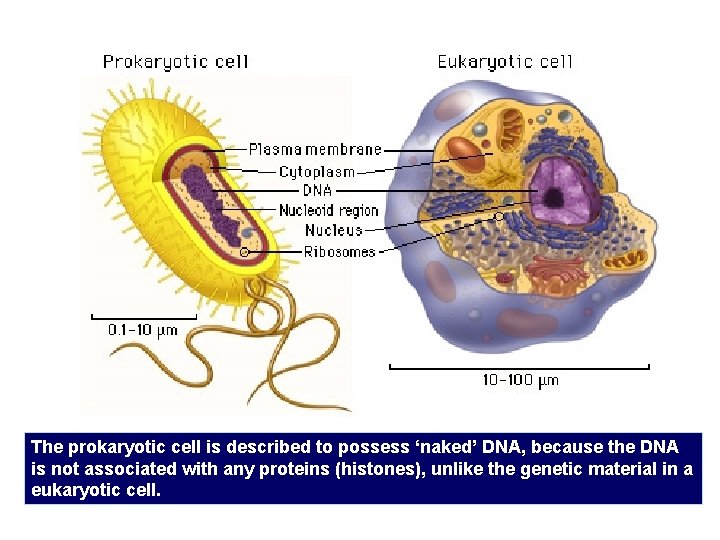 The prokaryotic cell is described to possess ‘naked’ DNA, because the DNA is not