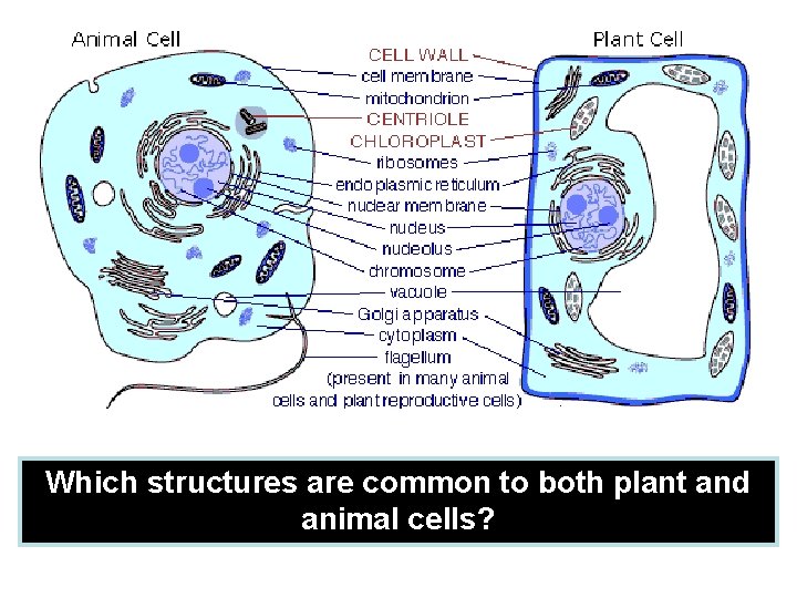 Which structures are common to both plant and animal cells? 