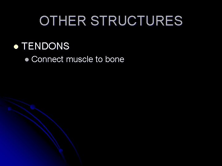 OTHER STRUCTURES l TENDONS l Connect muscle to bone 