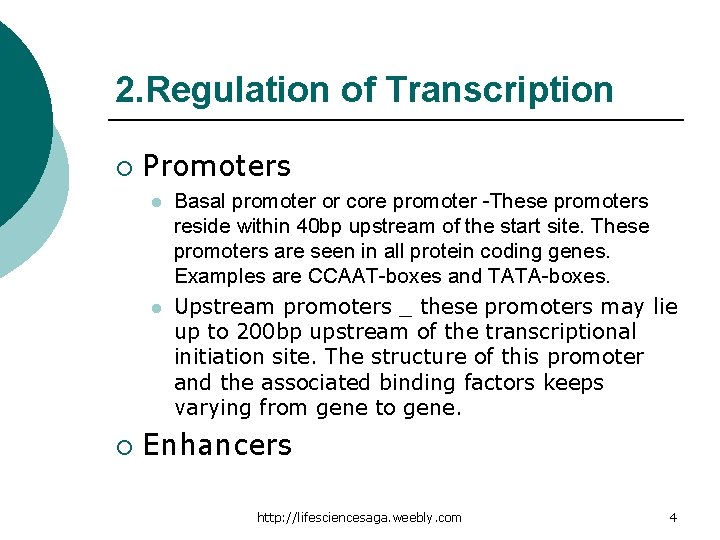 2. Regulation of Transcription ¡ Promoters l l ¡ Basal promoter or core promoter