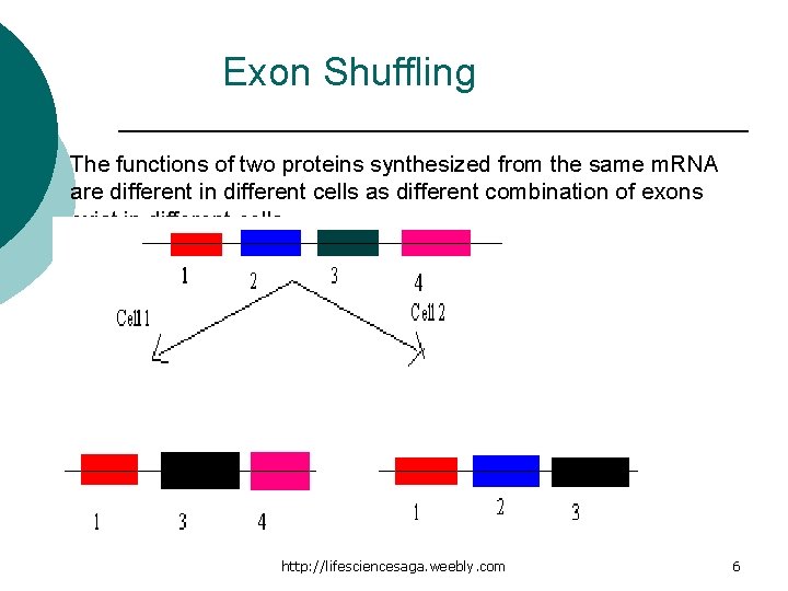 Exon Shuffling ¡ The functions of two proteins synthesized from the same m. RNA