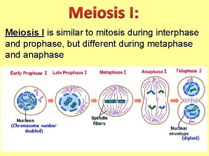 Meiosis I: Meiosis I is similar to mitosis during interphase and prophase, but different