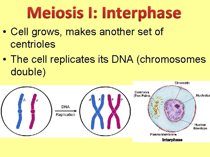 Meiosis I: Interphase • Cell grows, makes another set of centrioles • The cell