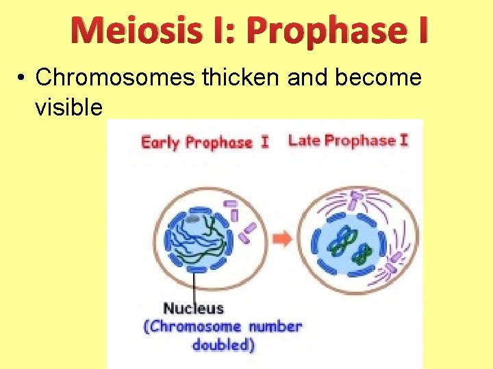 Meiosis I: Prophase I • Chromosomes thicken and become visible 