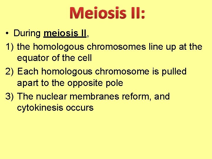 Meiosis II: • During meiosis II, 1) the homologous chromosomes line up at the