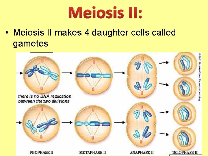 Meiosis II: • Meiosis II makes 4 daughter cells called gametes 