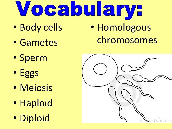  • Body cells • Gametes • Sperm • Eggs • Meiosis • Haploid