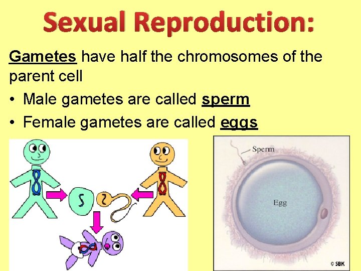 Sexual Reproduction: Gametes have half the chromosomes of the parent cell • Male gametes