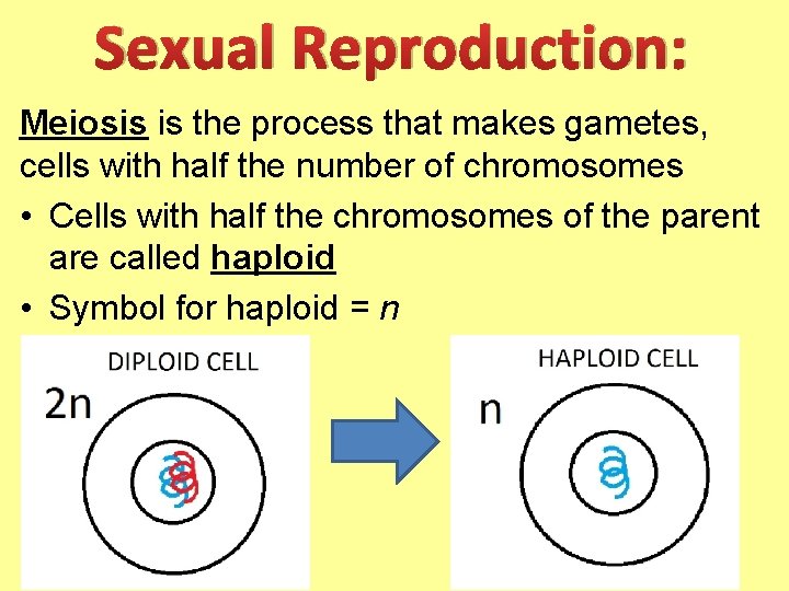 Sexual Reproduction: Meiosis is the process that makes gametes, cells with half the number