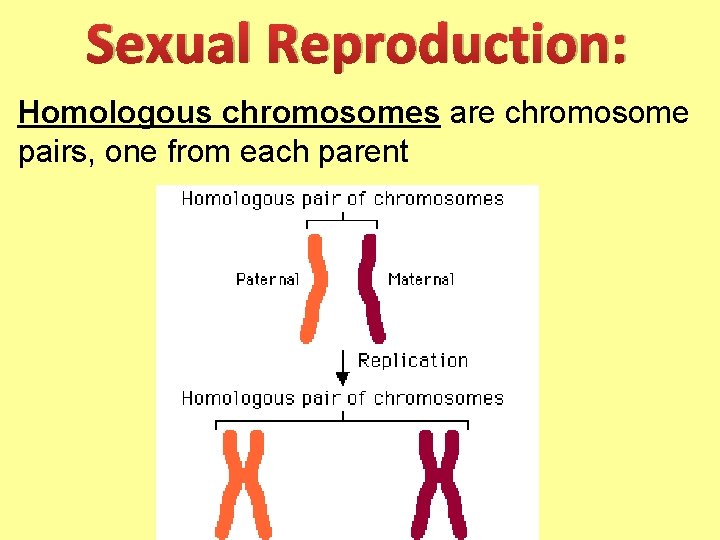 Sexual Reproduction: Homologous chromosomes are chromosome pairs, one from each parent 