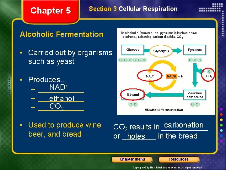 Chapter 5 Section 3 Cellular Respiration Alcoholic Fermentation • Carried out by organisms such