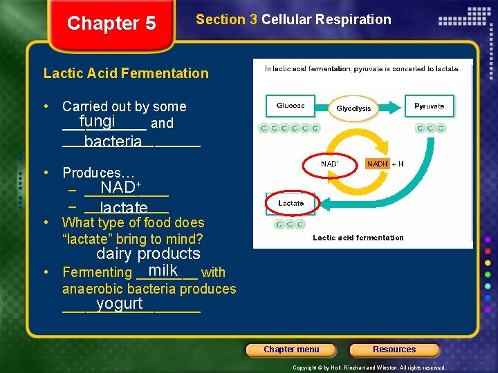 Chapter 5 Section 3 Cellular Respiration Lactic Acid Fermentation • Carried out by some