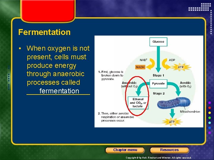 Fermentation • When oxygen is not present, cells must produce energy through anaerobic processes