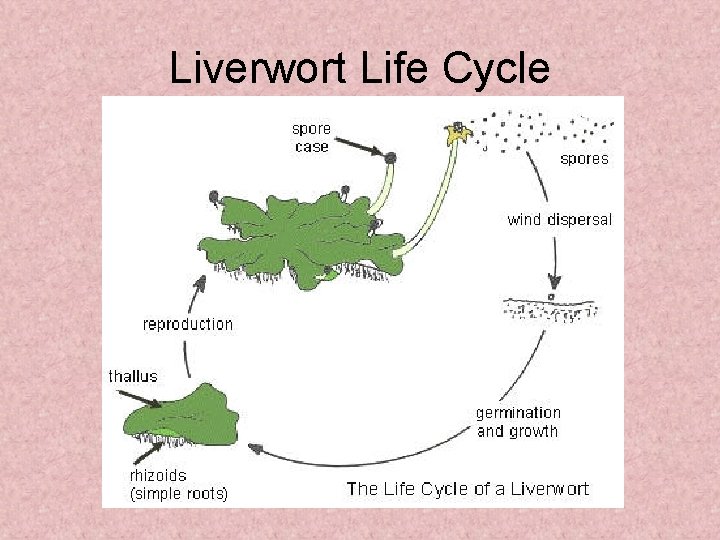 Liverwort Life Cycle 