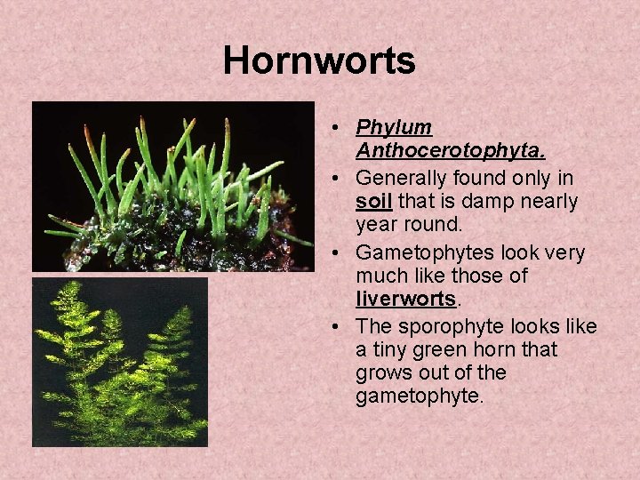 Hornworts • Phylum Anthocerotophyta. • Generally found only in soil that is damp nearly