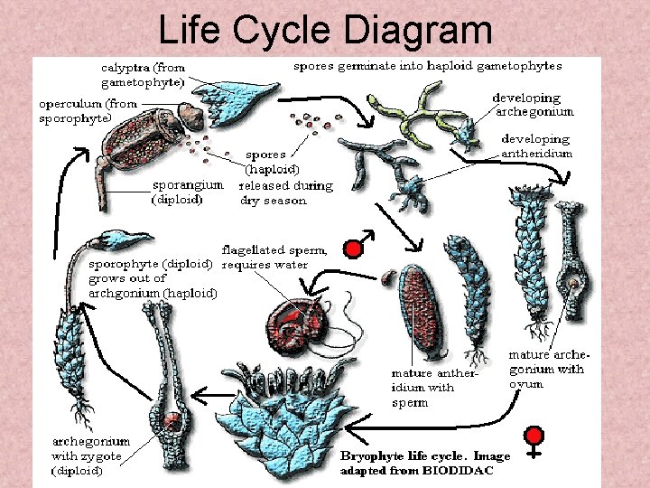 Life Cycle Diagram 