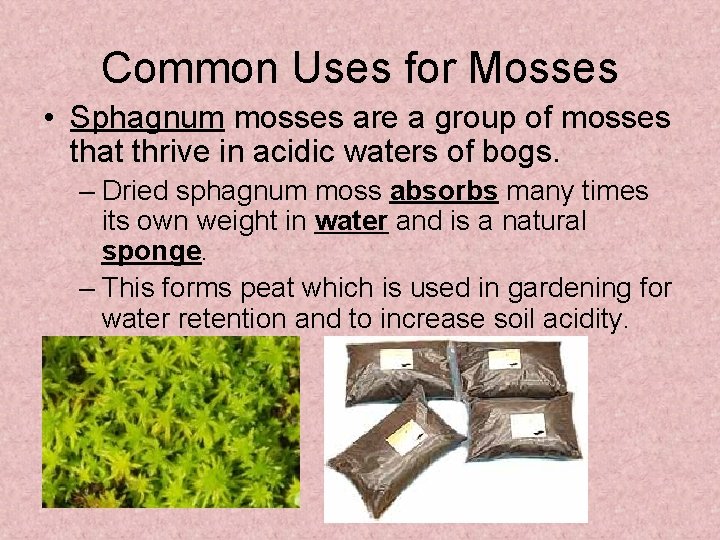 Common Uses for Mosses • Sphagnum mosses are a group of mosses that thrive