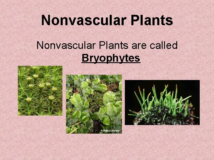 Nonvascular Plants are called Bryophytes 