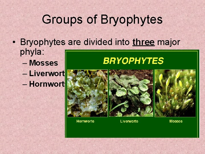 Groups of Bryophytes • Bryophytes are divided into three major phyla: – Mosses –