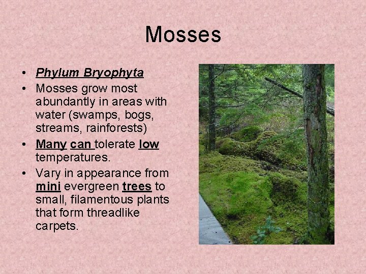 Mosses • Phylum Bryophyta • Mosses grow most abundantly in areas with water (swamps,