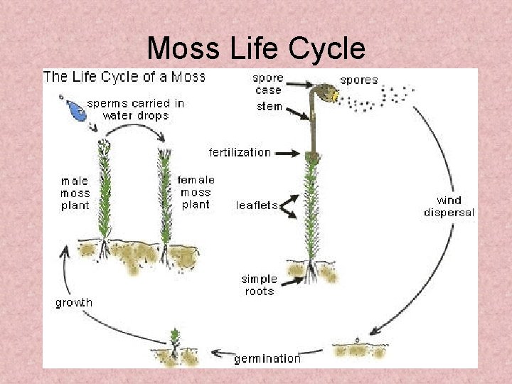 Moss Life Cycle 
