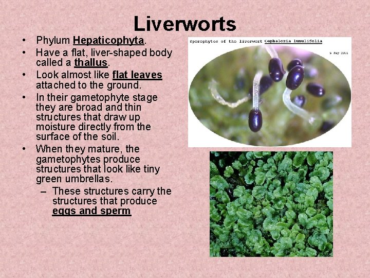 Liverworts • Phylum Hepaticophyta. • Have a flat, liver-shaped body called a thallus. •
