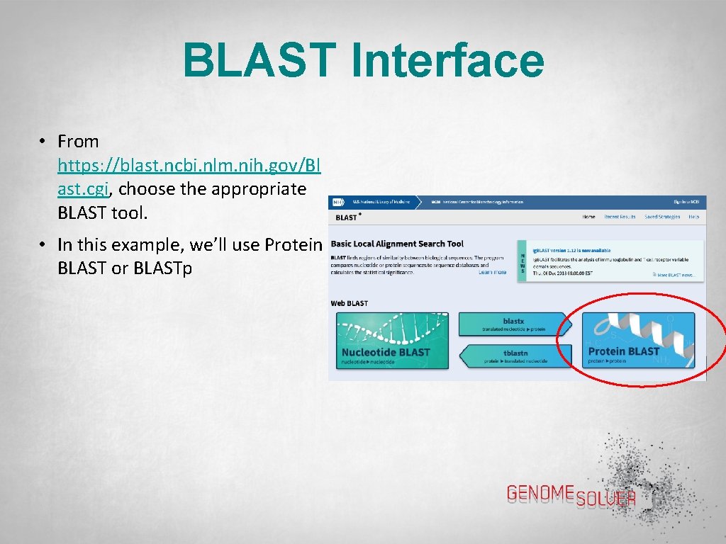 BLAST Interface • From https: //blast. ncbi. nlm. nih. gov/Bl ast. cgi, choose the
