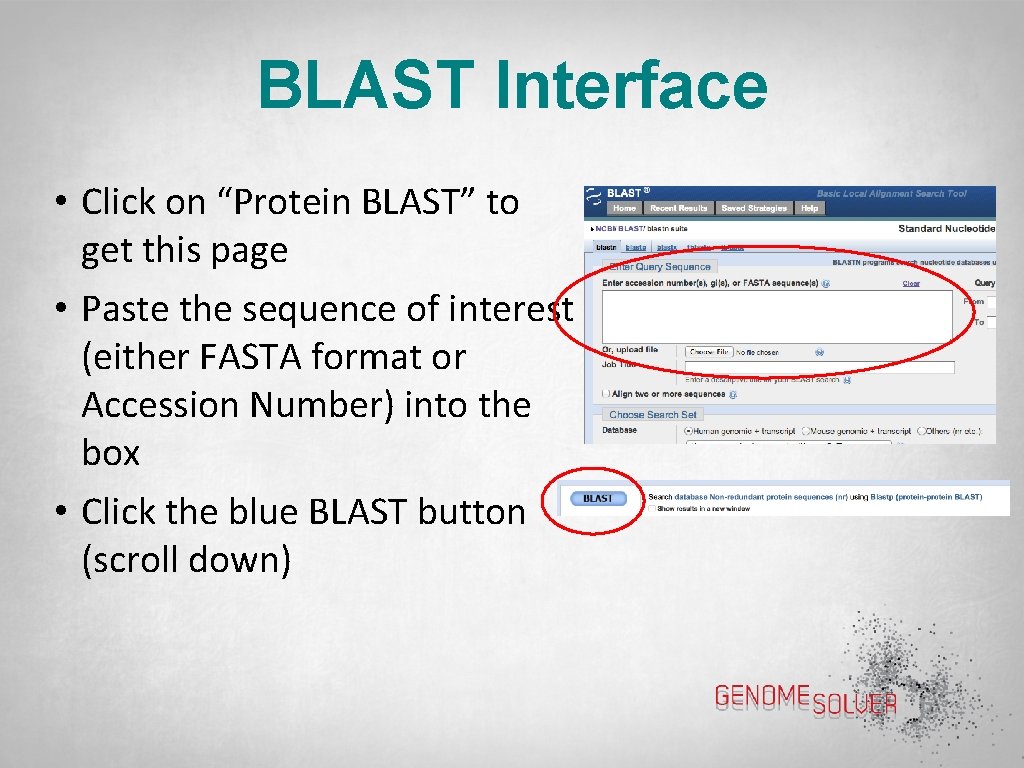 BLAST Interface • Click on “Protein BLAST” to get this page • Paste the