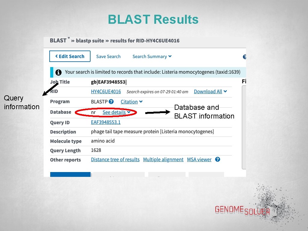 BLAST Results Query information Database and BLAST information 