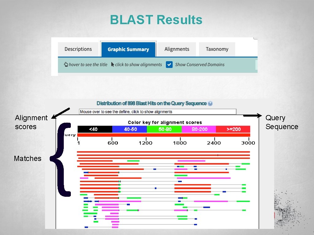 BLAST Results { Alignment scores Matches Query Sequence 
