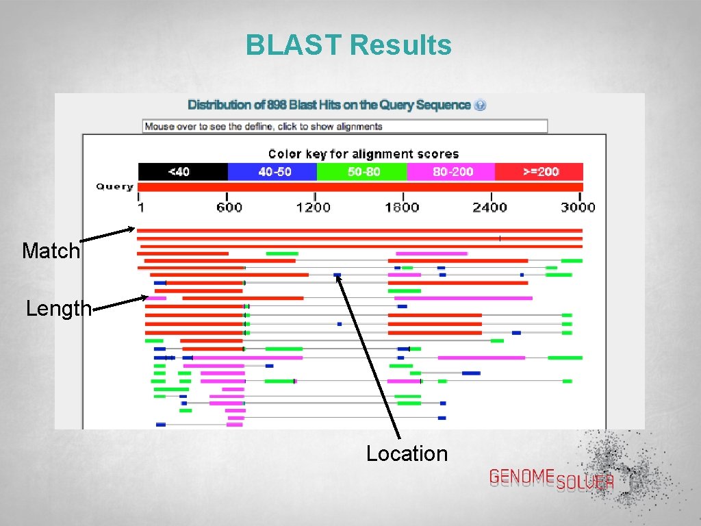 BLAST Results Match Length Location 
