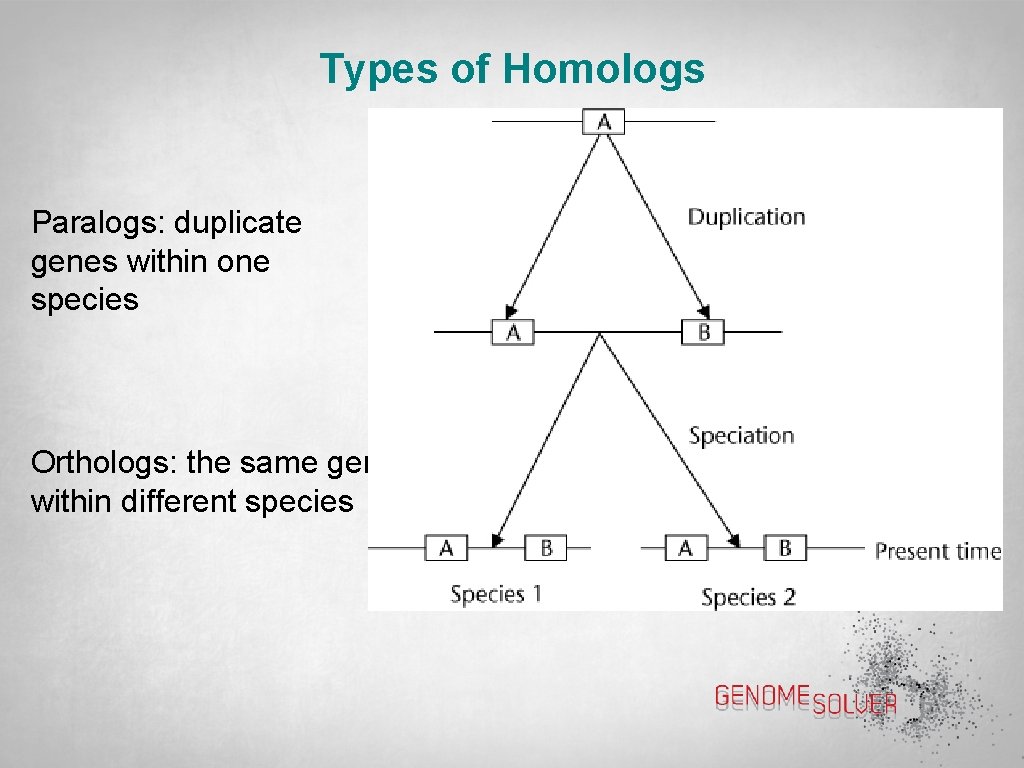 Types of Homologs Paralogs: duplicate genes within one species Orthologs: the same gene within