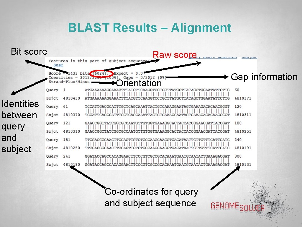 BLAST Results – Alignment Bit score Raw score Orientation Identities between query and subject