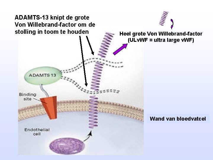 ADAMTS-13 knipt de grote Von Willebrand-factor om de stolling in toom te houden Heel