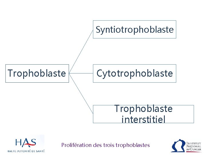Syntiotrophoblaste Trophoblaste Cytotrophoblaste Trophoblaste interstitiel Prolifération des trois trophoblastes 