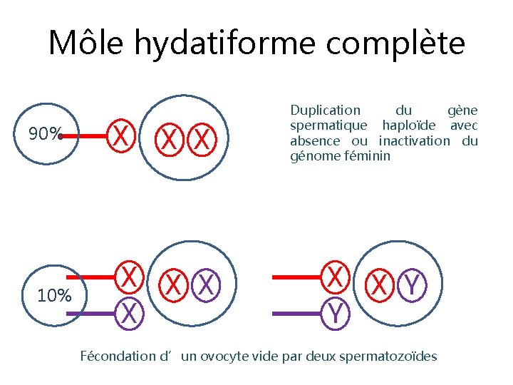 Môle hydatiforme complète 90% 10% X X X X Duplication du gène spermatique haploïde